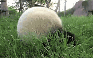 全城寻找80迈奔跑的